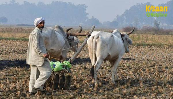 रबी की बुआई ने 67.5 मिलियन हेक्टेयर में नया रिकॉर्ड बनाया